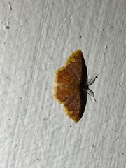 Chrysocraspeda leighata