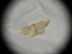 Idaea cervantaria