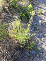Diplotaxis tenuifolia