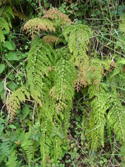 Adiantum concinnum