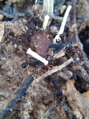 Trachymyrmex smithi