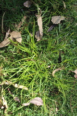 Cyperus niger