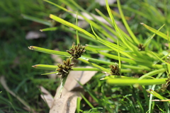 Cyperus niger