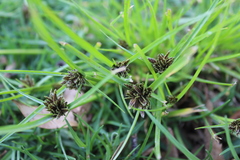 Cyperus niger