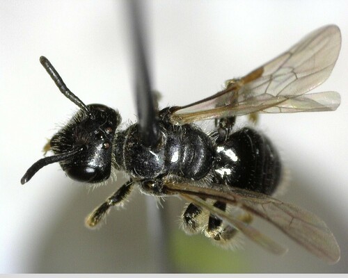 iNaturalist observation photo of Panurginus