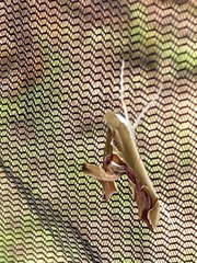 Agathodes monstralis