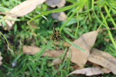 Cyperus niger