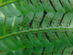 Cyathea schiedeana