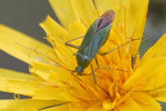 Calocoris