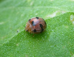 Henosepilachna enneasticta