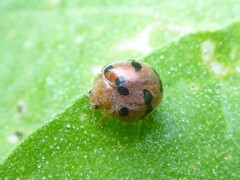 Henosepilachna enneasticta