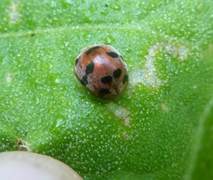 Henosepilachna enneasticta