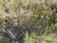 Thamnochortus muirii