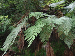 Lophosoria quadripinnata
