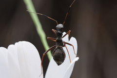 Orectoderus