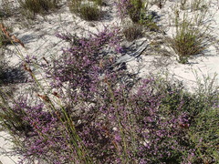 Thamnochortus muirii