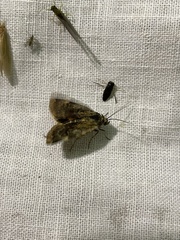 Cryptocala chardinyi