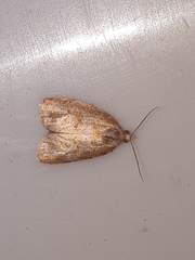 Acleris curvalana