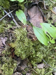 Hylocomium splendens image