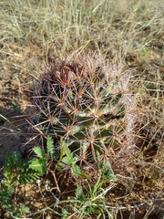 Coryphantha robustispina uncinata