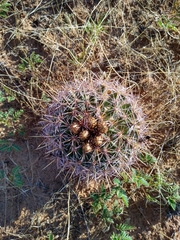 Coryphantha robustispina uncinata