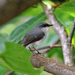 Eopsaltria pulverulenta