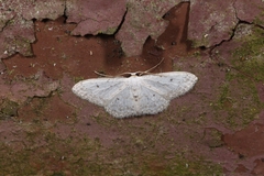 Idaea seriata