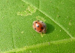 Henosepilachna enneasticta