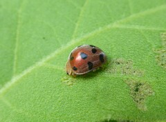 Henosepilachna enneasticta