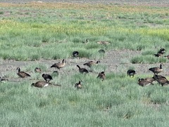 Branta hutchinsii