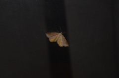 Mellilla xanthometata