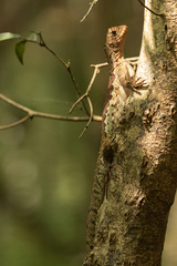 Uranoscodon superciliosus