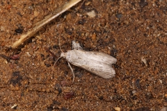Lamoria anella