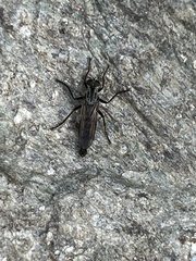 Eutolmus rufibarbis