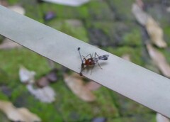 Cyrtodiopsis dalmanni