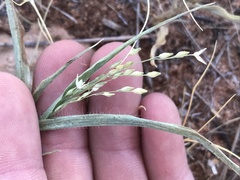 Panicum hirticaule