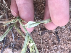 Panicum hirticaule