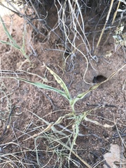 Panicum hirticaule