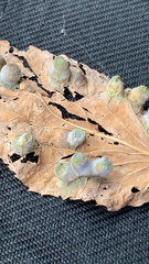 Pachypsylla celtidismamma