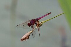 Trithemis annulata