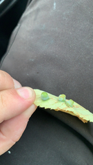 Pachypsylla celtidismamma