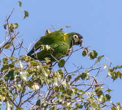 Primolius auricollis
