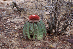 Melocactus zehntneri