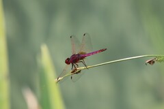 Trithemis annulata
