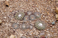 Discocactus bahiensis gracilis