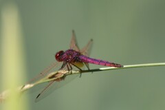 Trithemis annulata