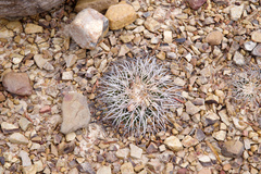 Discocactus bahiensis gracilis