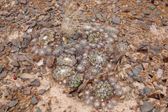 Discocactus bahiensis gracilis