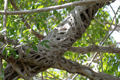 Ficus dendrocida