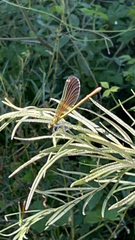 Calopteryx haemorrhoidalis